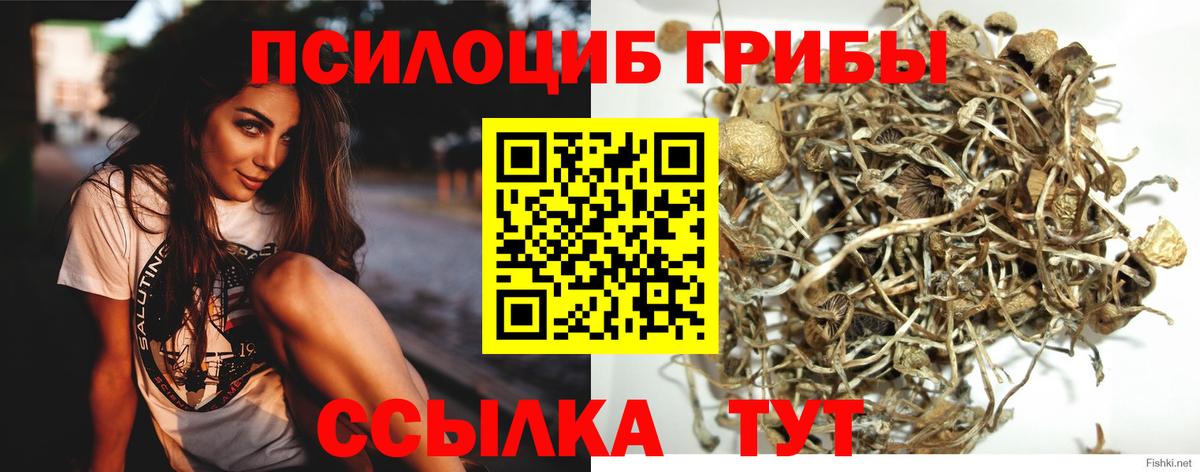 Тверь  Псилоцибиновые грибы GOLDEN TEACHER  Вход с VPN 
